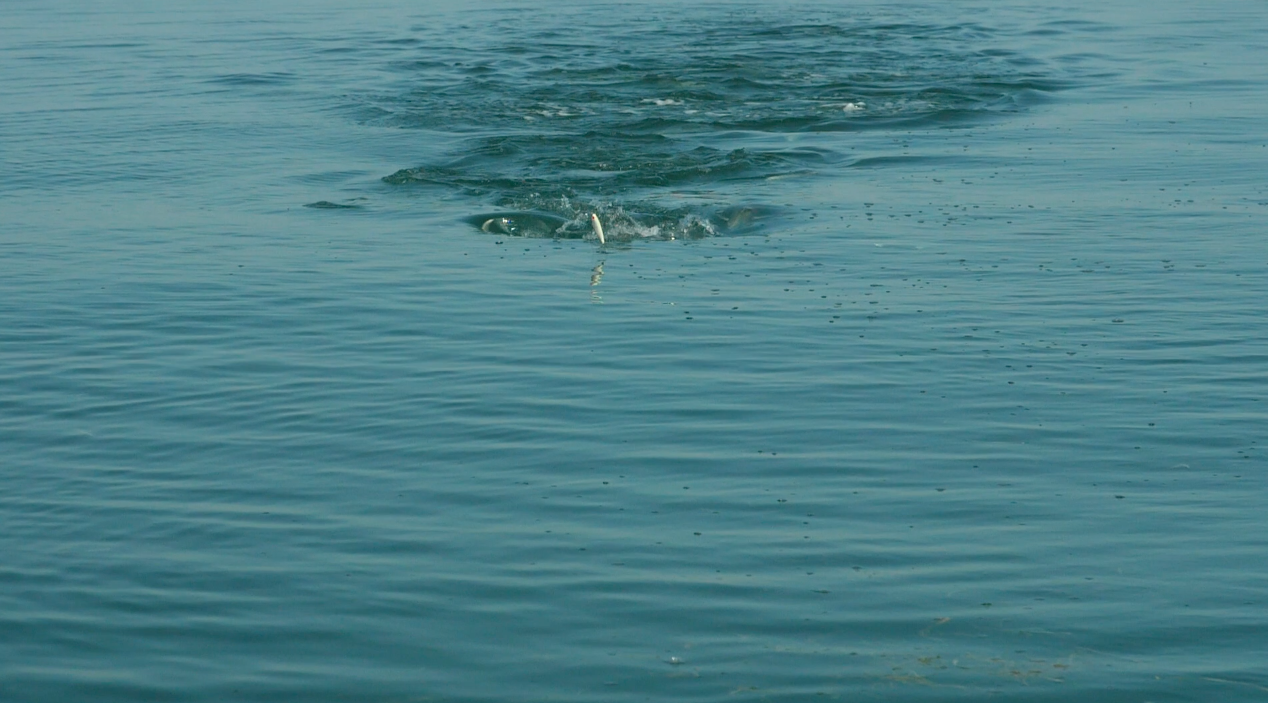 How To Use Teasing In Jacks To Your Advantage