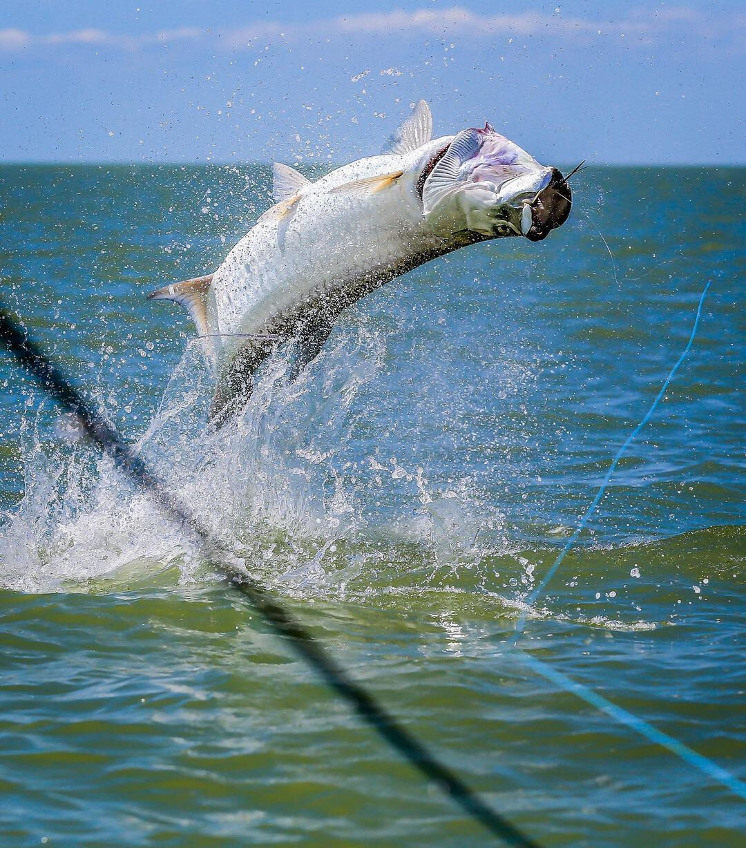 Silver Kings - Jared Raskob and Greg Dini