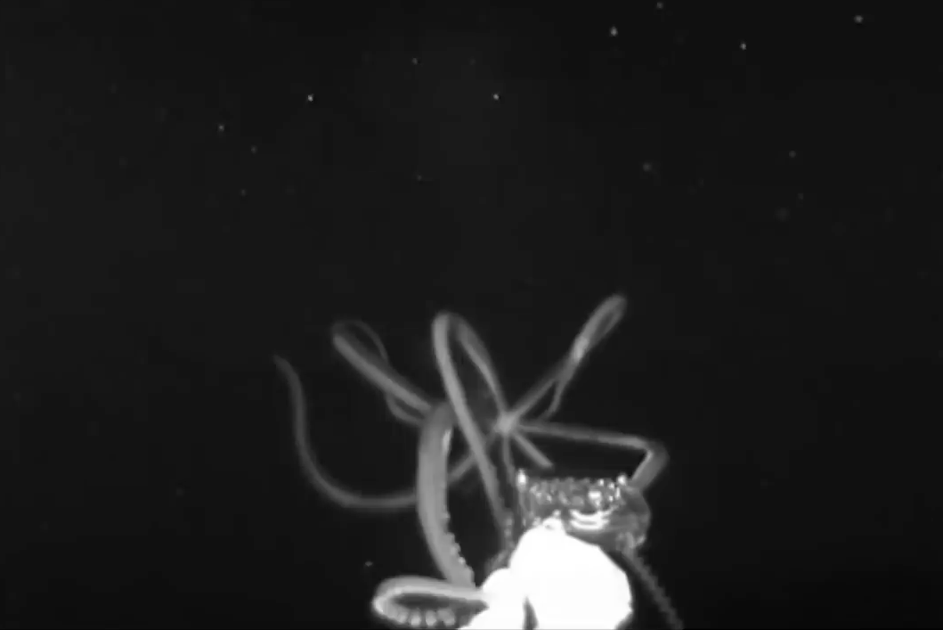Dr. Lorian Schweikert - Deep Water Ocean Exploration