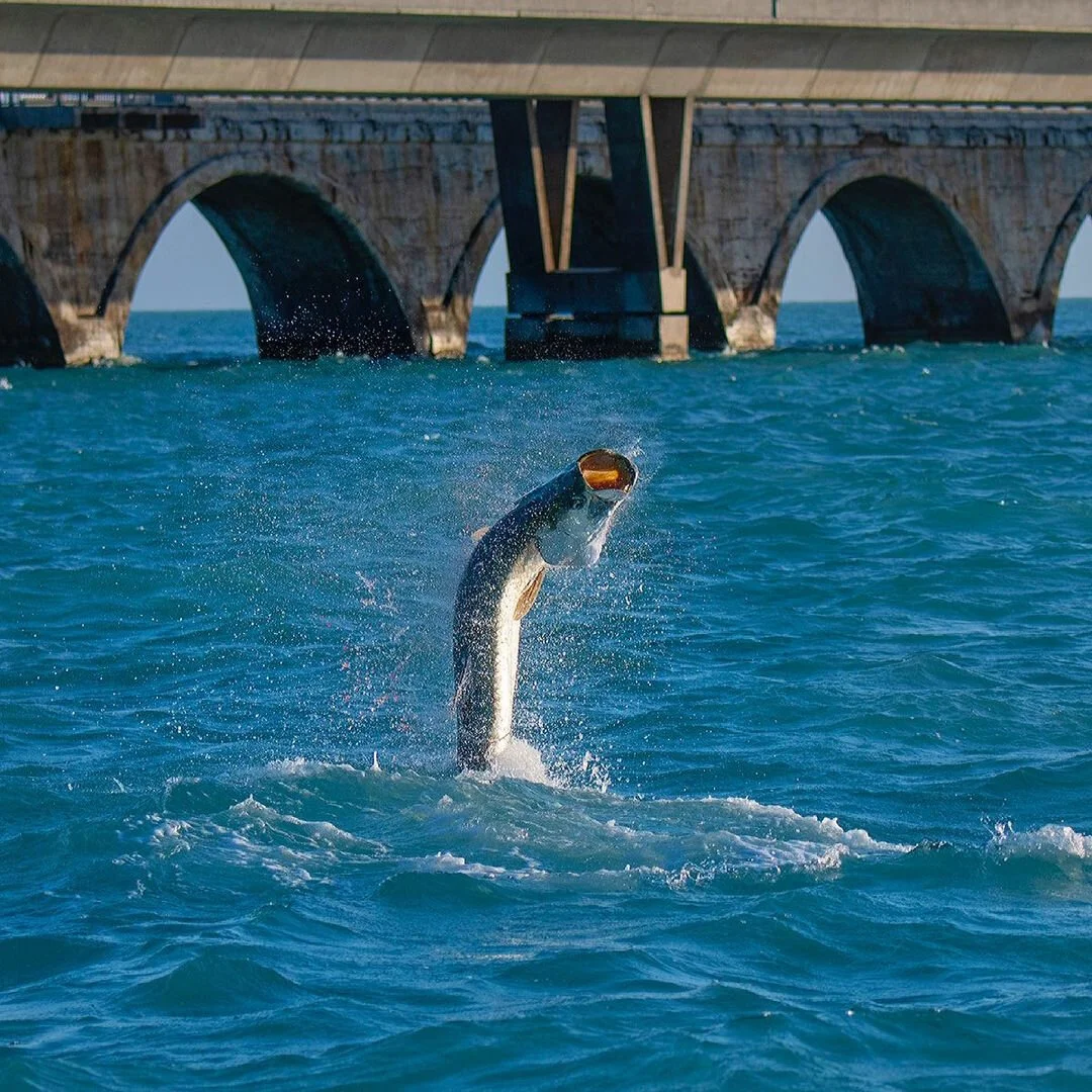 The PERFECT Setup For Tarpon Bridge Fishing