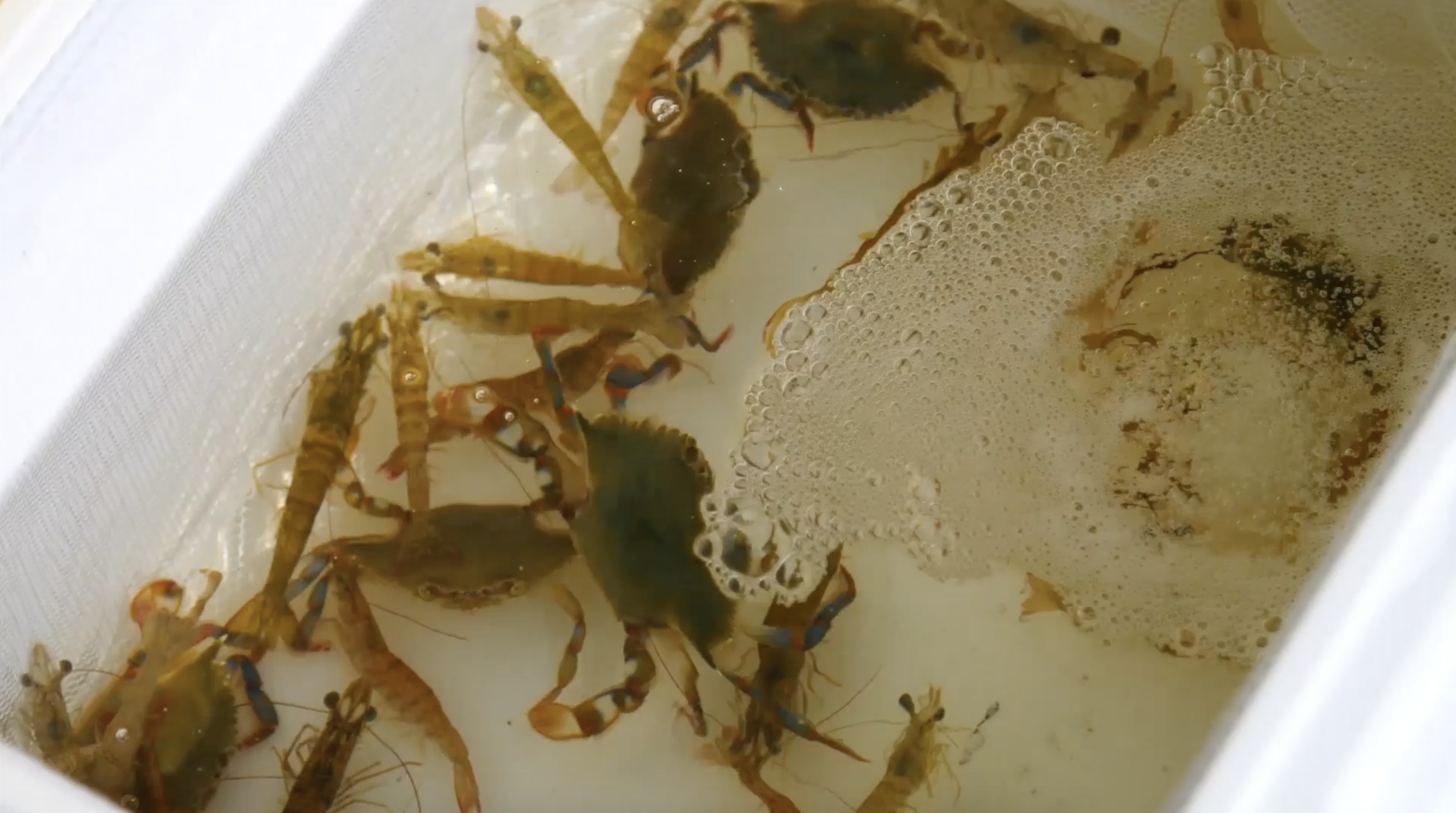 Keep Your Shrimp Alive Overnight!