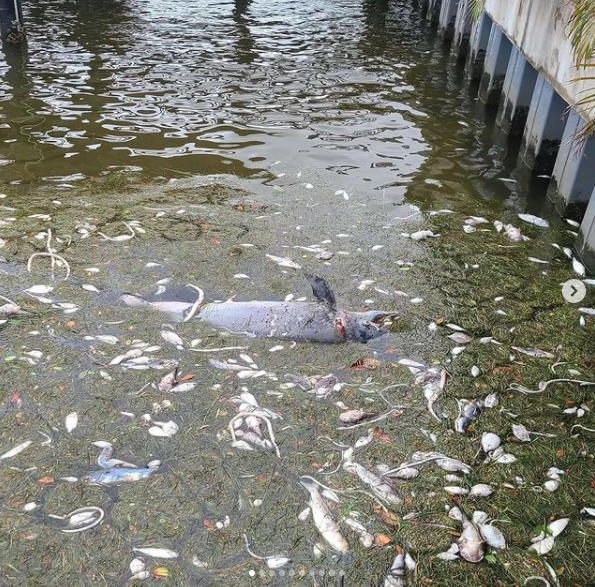 GOLIATH Groupers &amp; Florida Water Issues - FullScale Outdoors