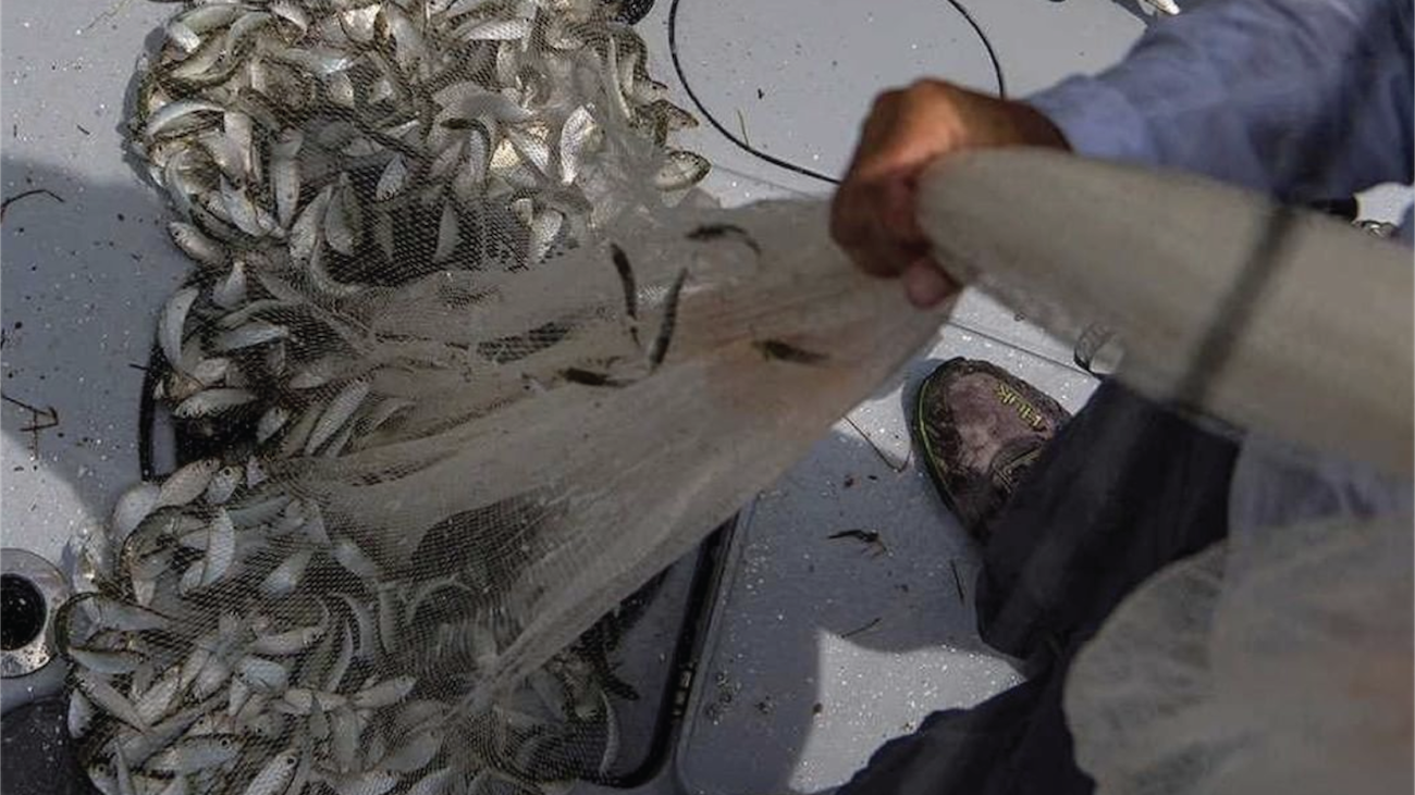 How 2 Tuesday - Get Your Live Bait DEEPER With This Technique