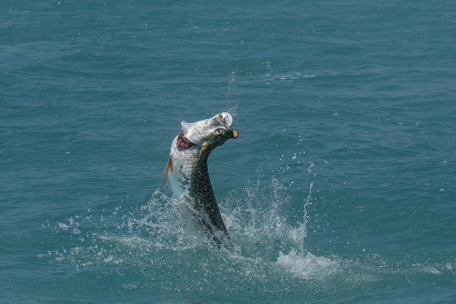 Physical Friday - Tarpon Fish When You’re 95! - EPISODE #580