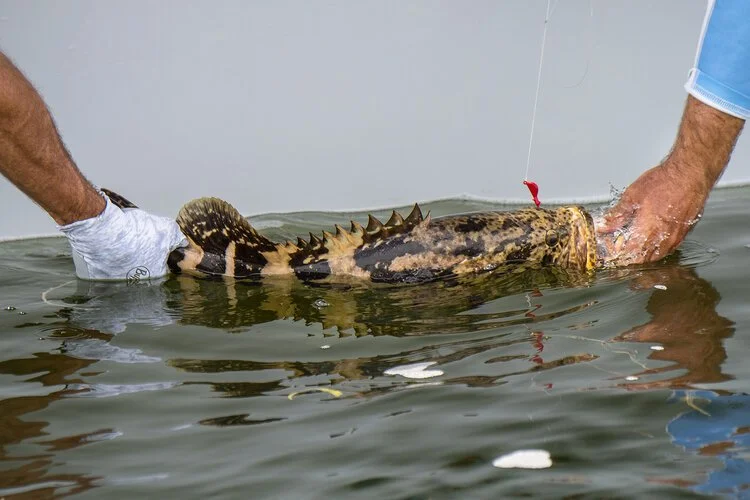 How 2 Tuesday - Catching Grouper In The Mangroves - EPISODE #581