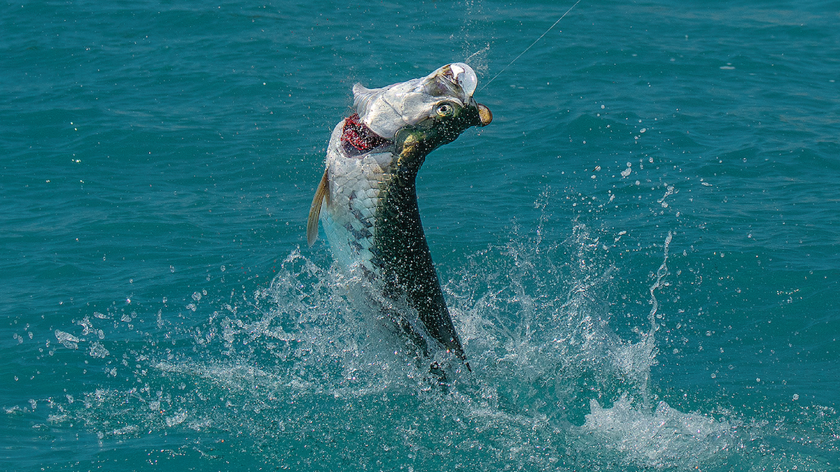 Dr. Mike Larkin - Tarpon Behavior, Anatomy, History, And More - EPISODE #597