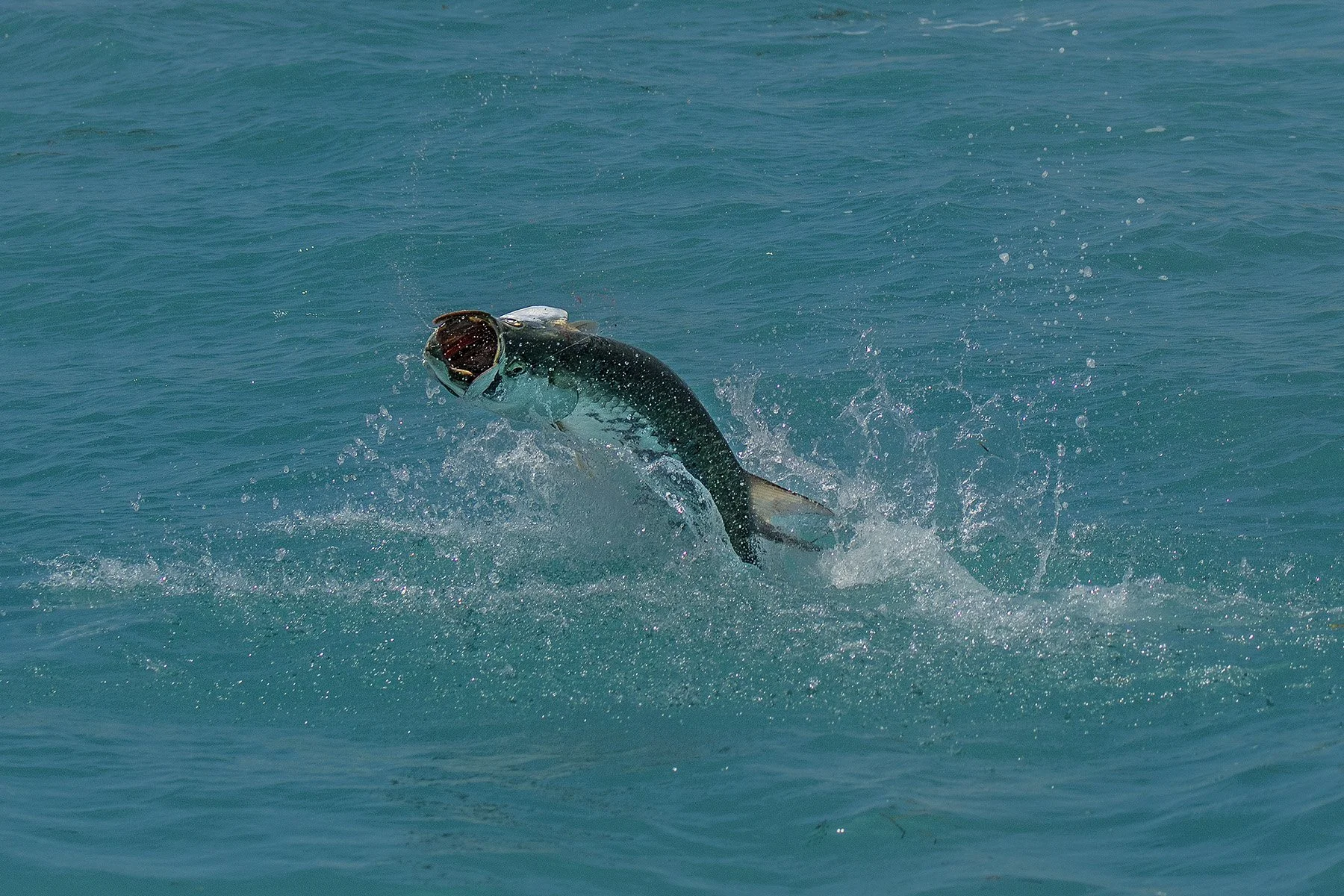 How 2 Tuesday - How To Predict The Atlantic Palolo Worm Hatch - EPISODE #605