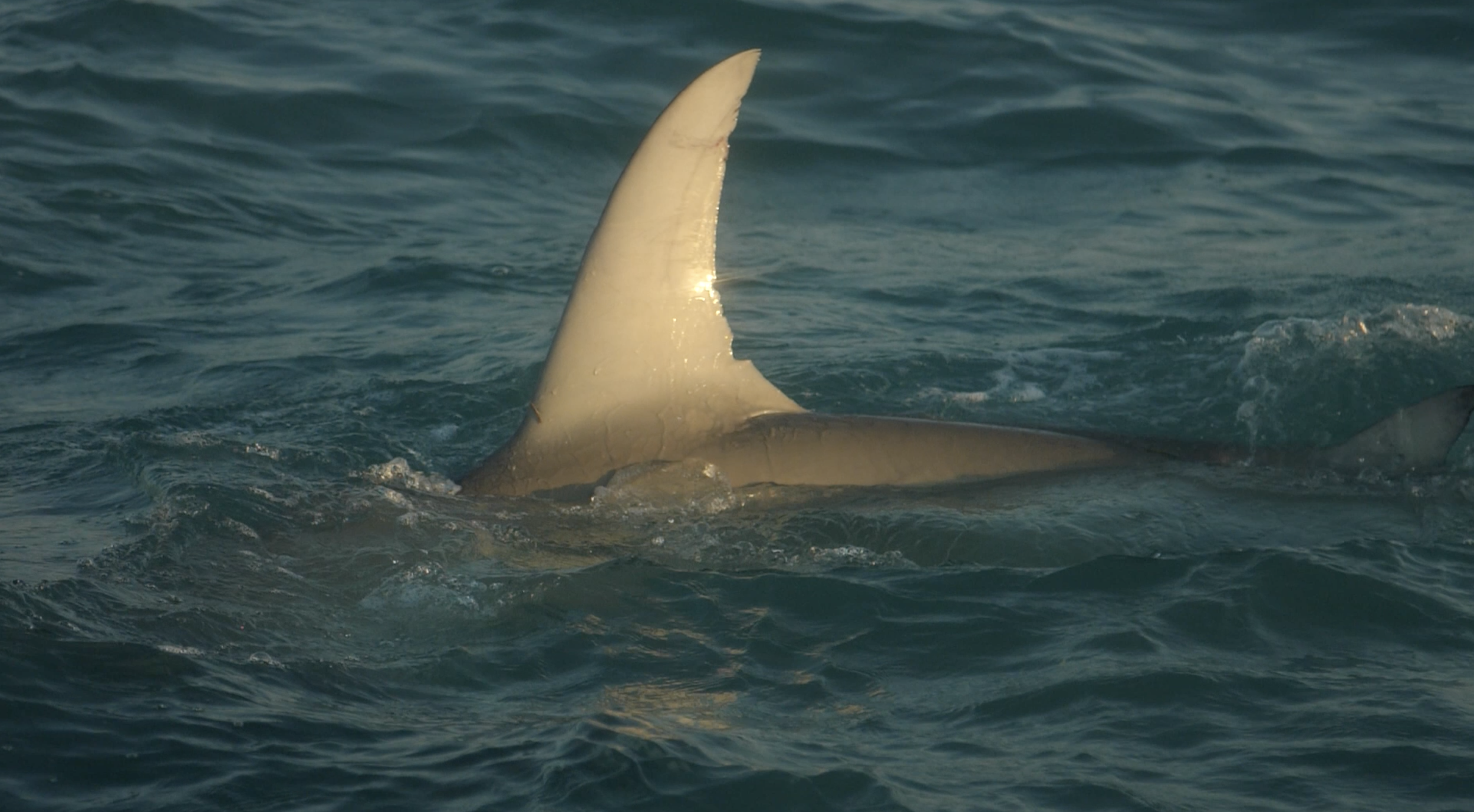 How 2 Tuesday - Sharks vs. Tarpon - EPISODE #617