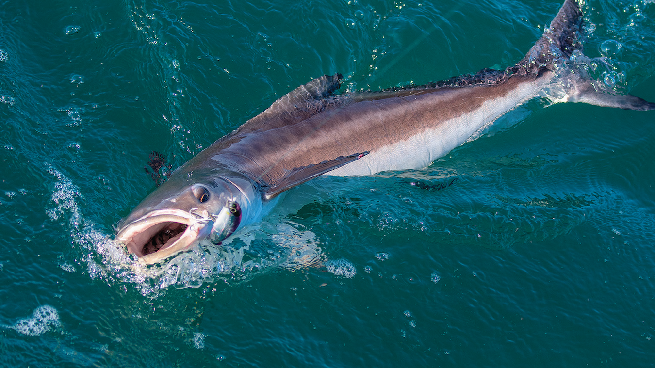 How 2 Tuesday - The Best Gear for Cobia Fishing with Austin Hayne - Episode #668