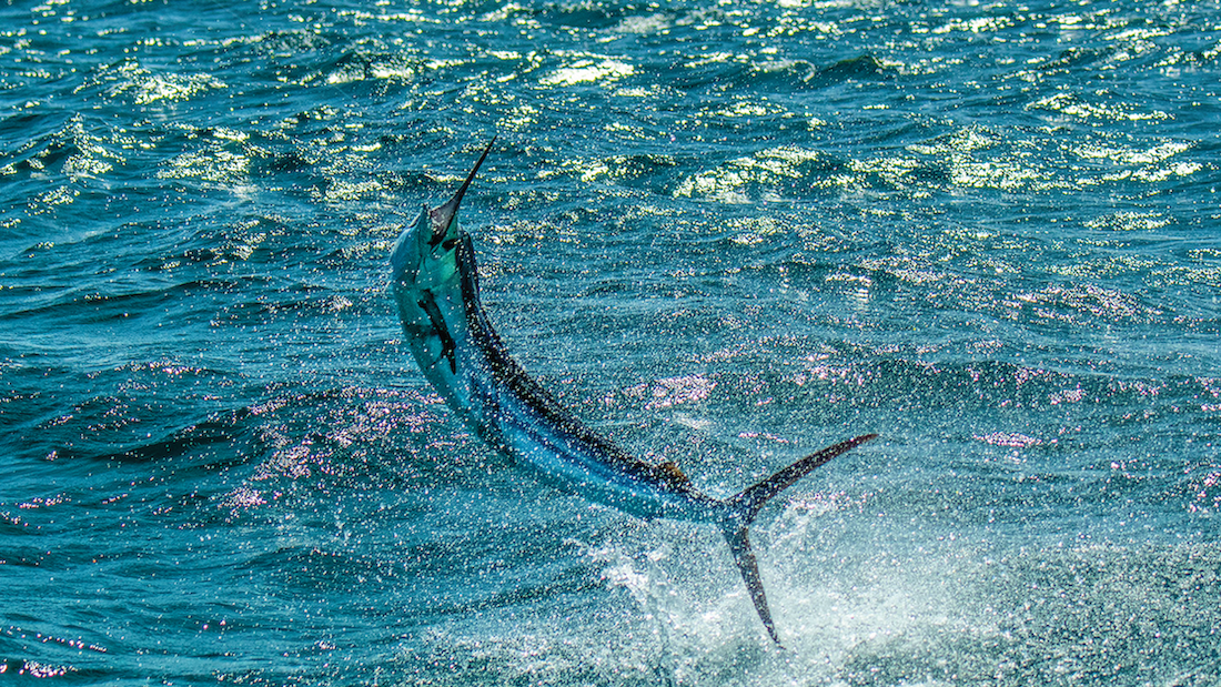 Mike Genoun - Founder Behind Florida Sport Fishing - Episode #726