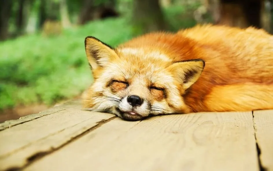 The Blessing of Sleep
