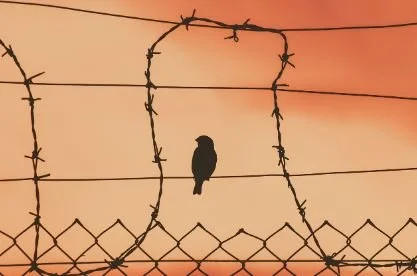 Stand Fast in Your Freedom