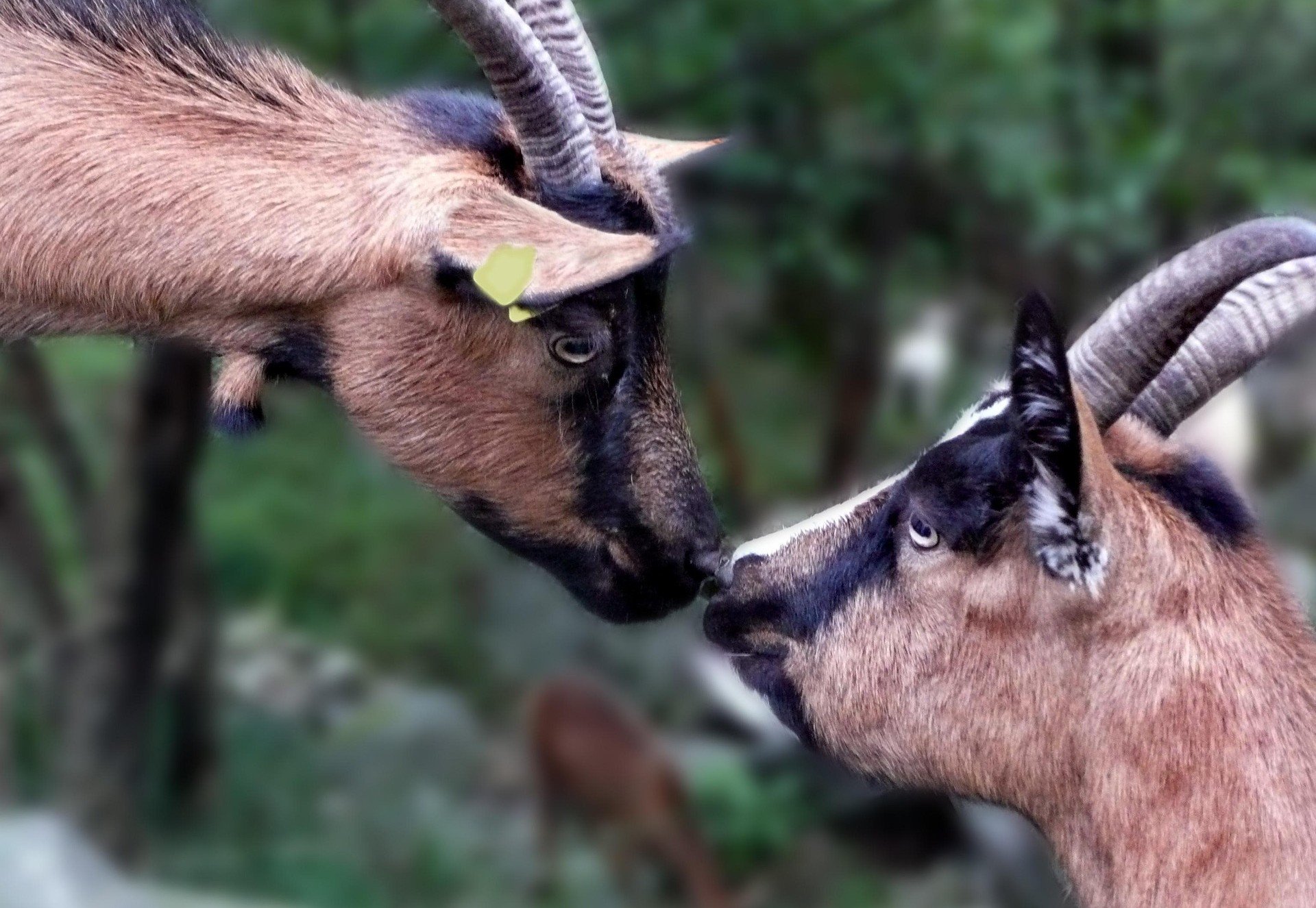 Two Goats, One Savior