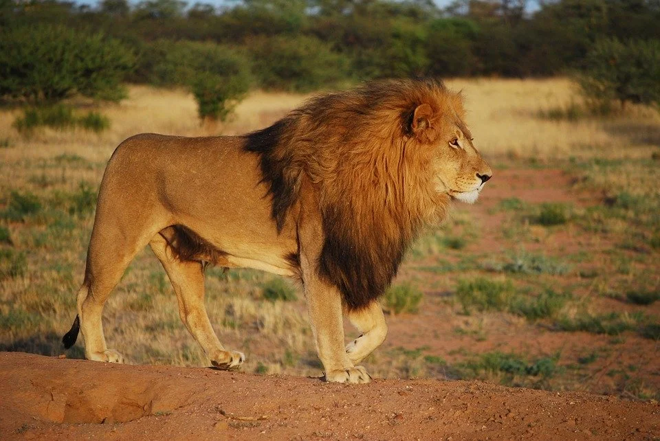 Animal Symbolism in the Bible- Part 1