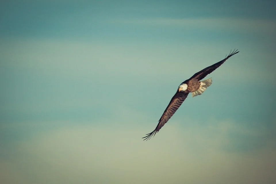 Animal Symbolism in the Bible- Part 2