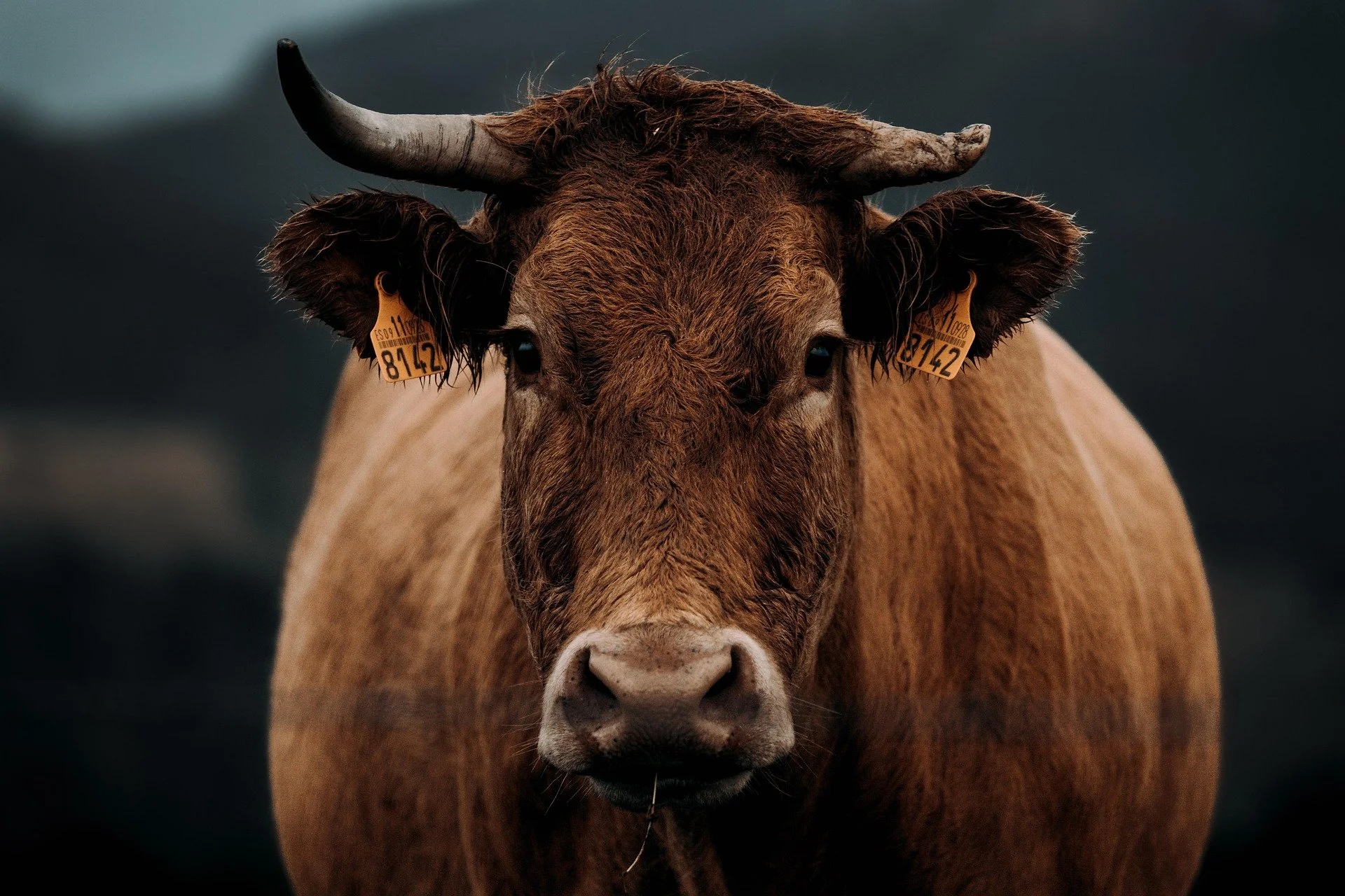 Animal Symbolism in the Bible- Part 3