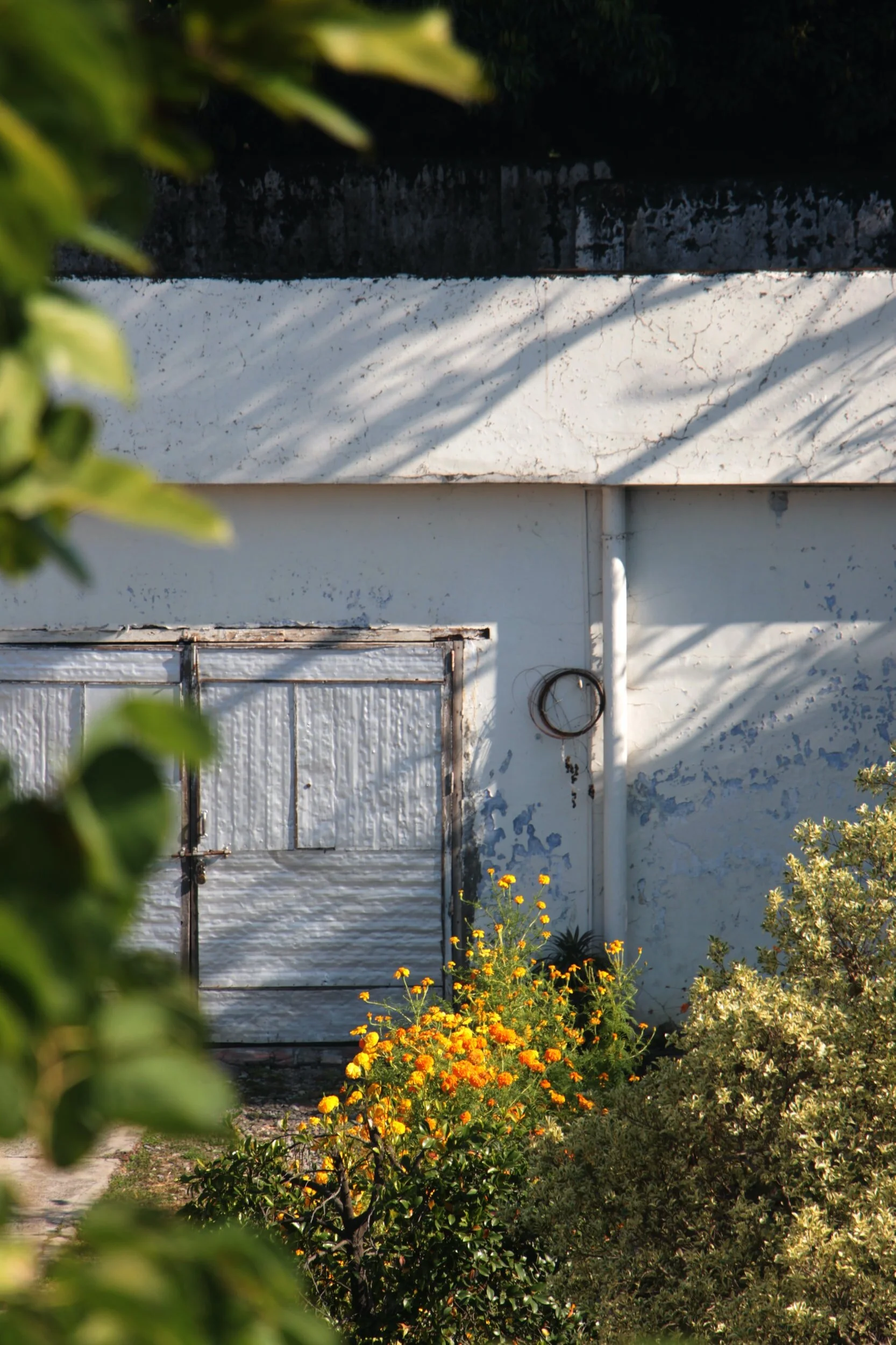 The Message of the Marigold Angels