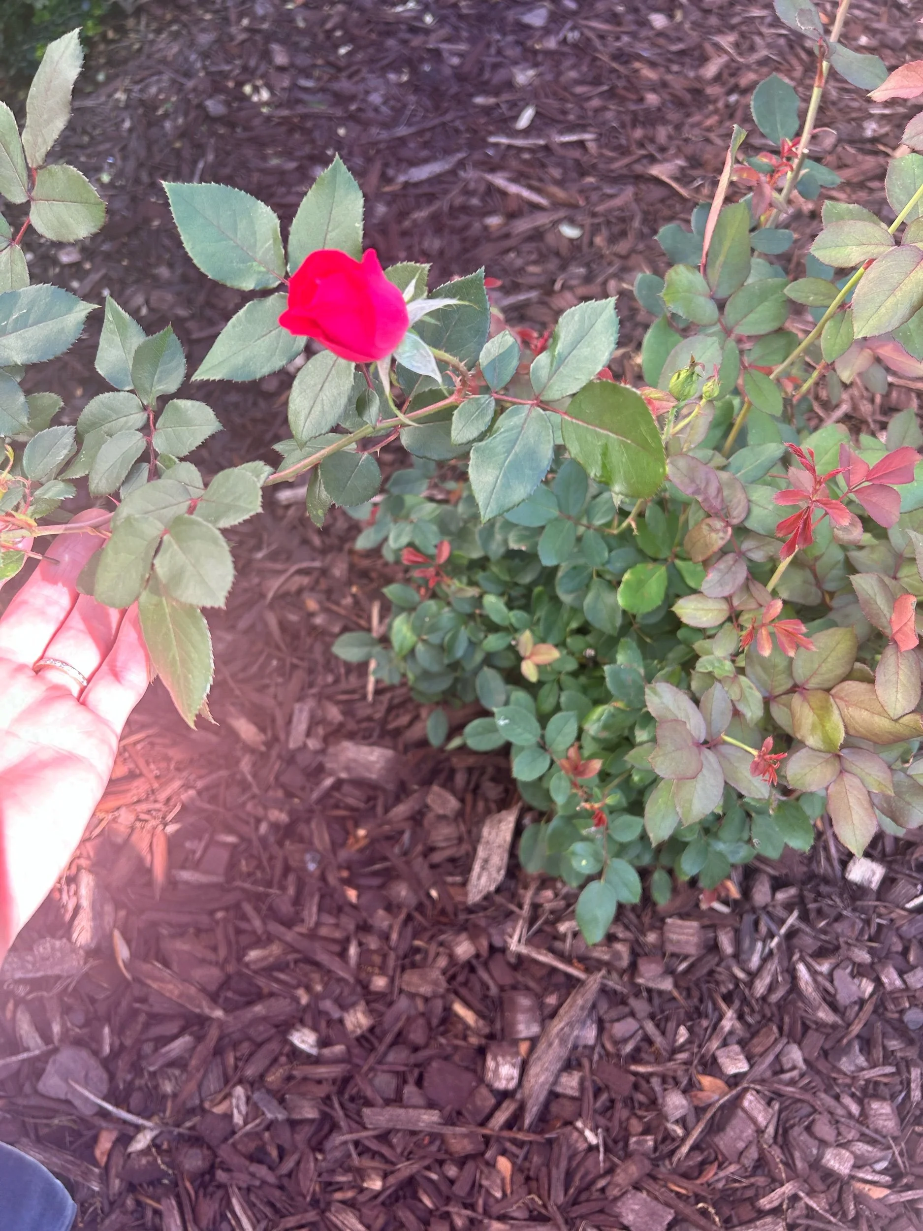 Flowers and Music and Us