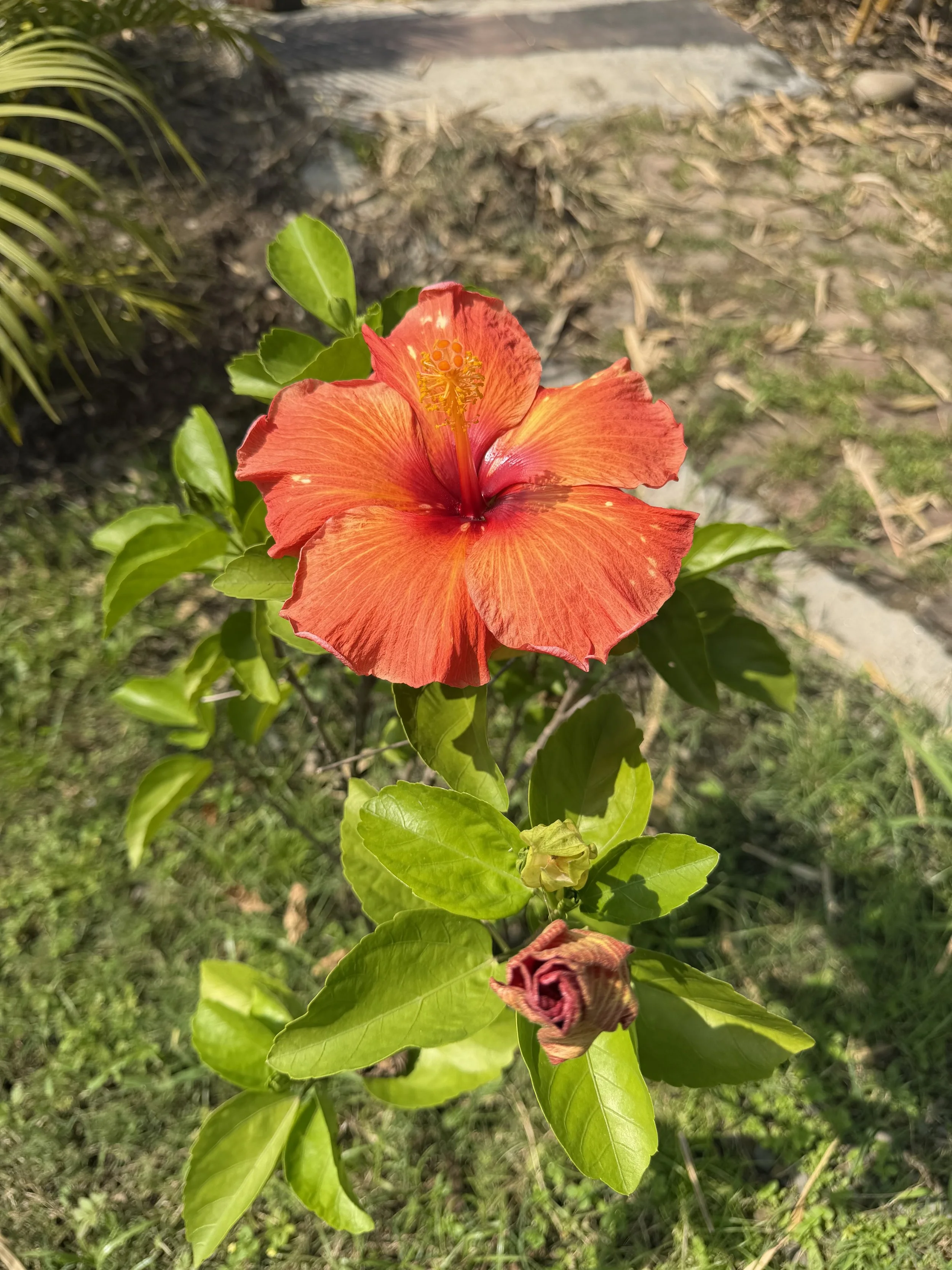 IMG_6267.jpeg