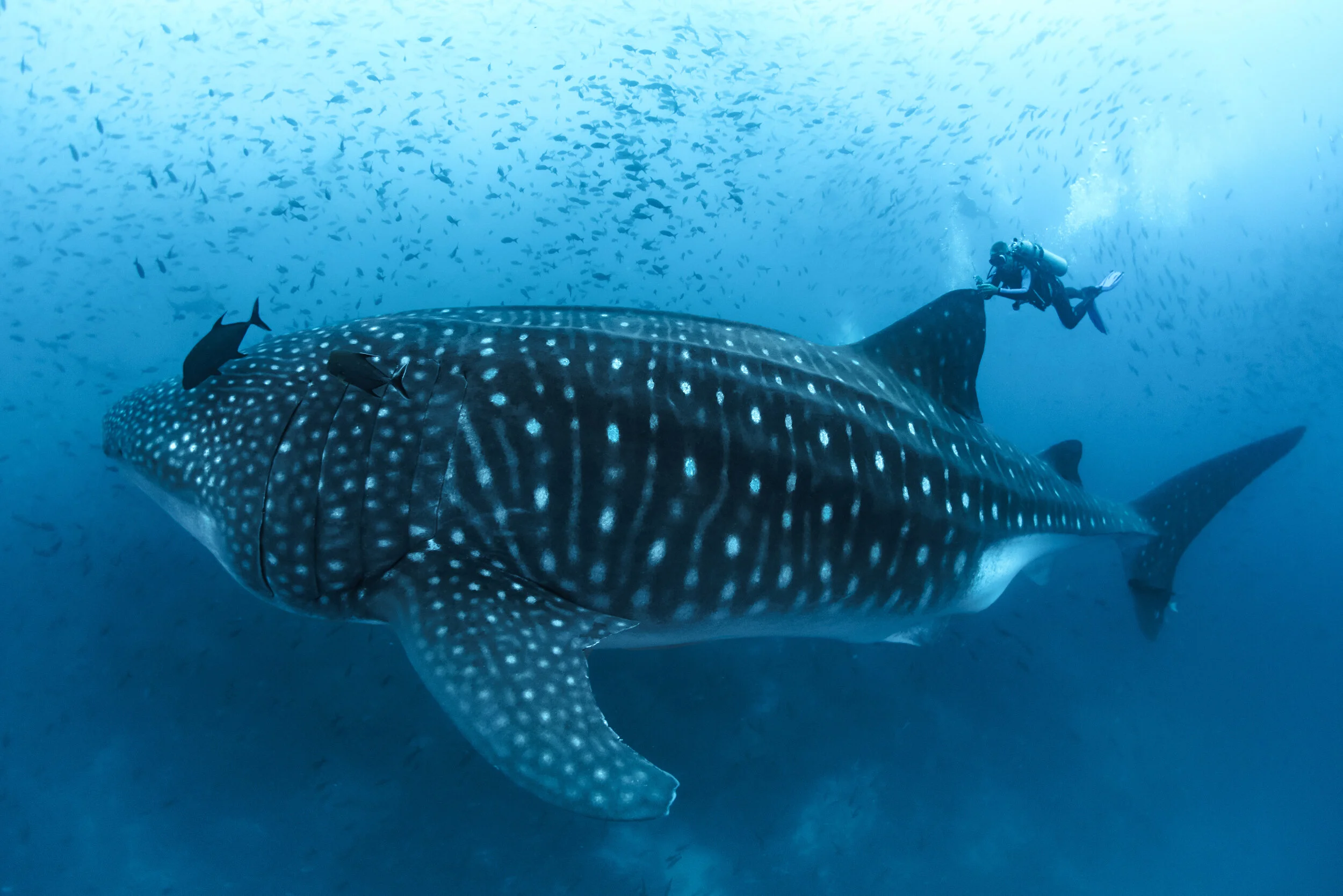 Galapagos: Secrets of the Ocean Giants
