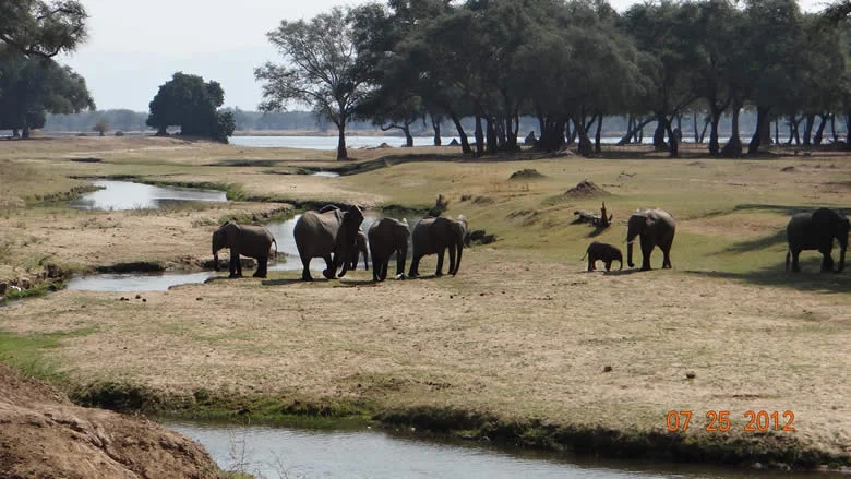 elephant-group.jpg