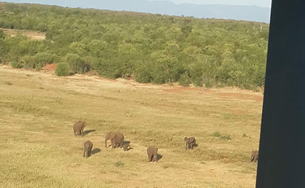 Pre-rainy season aerial surveys were undertaken, giving the four Area Managers valuable information and visual understanding to assist them with decision making ahead of the peak poaching period. Now that the rainy season is at an end, the program will recommence within the next two weeks from time of writing. (Implemented by Flying for Wildlife).