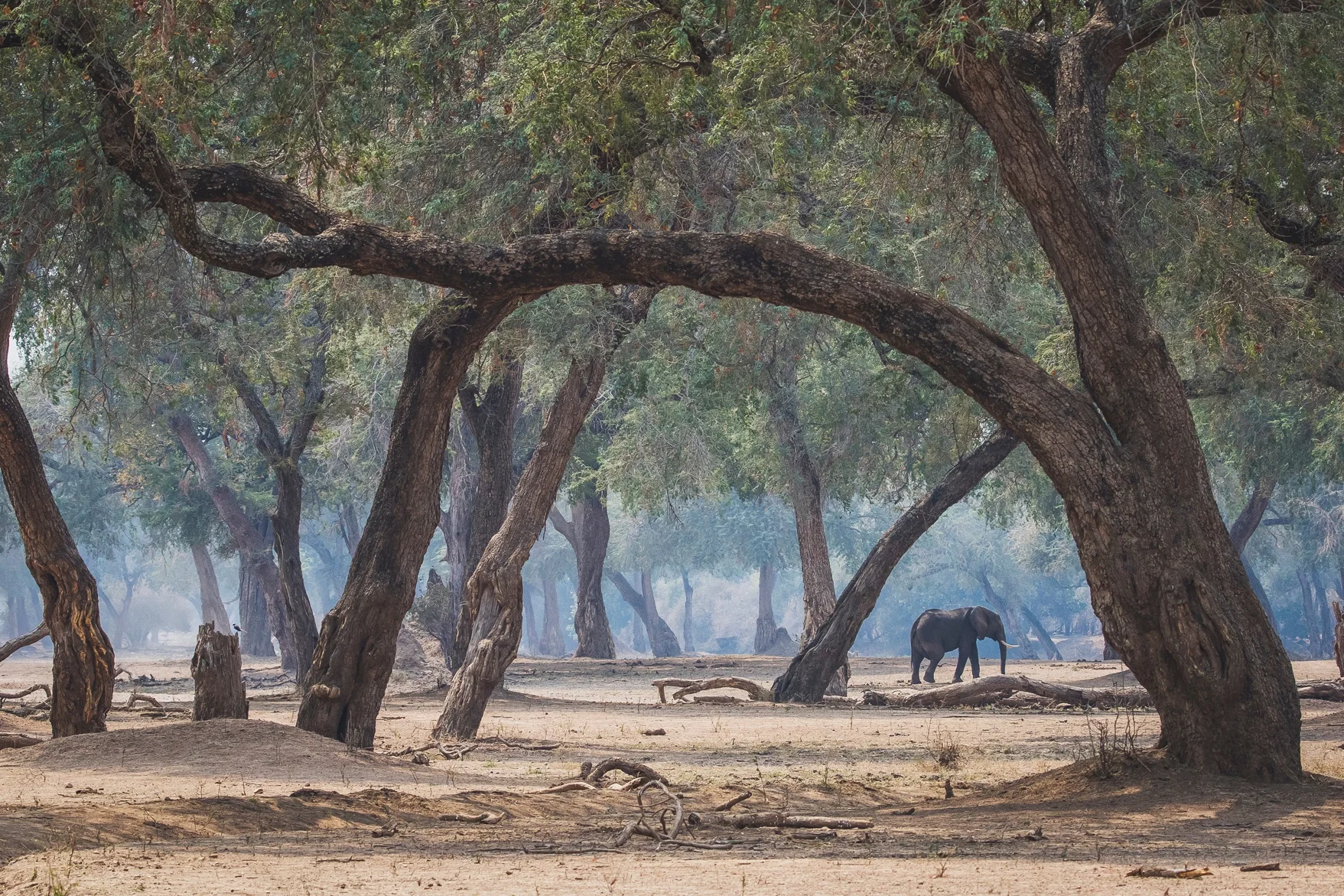 Photograph courtesy of Mana Meadows 