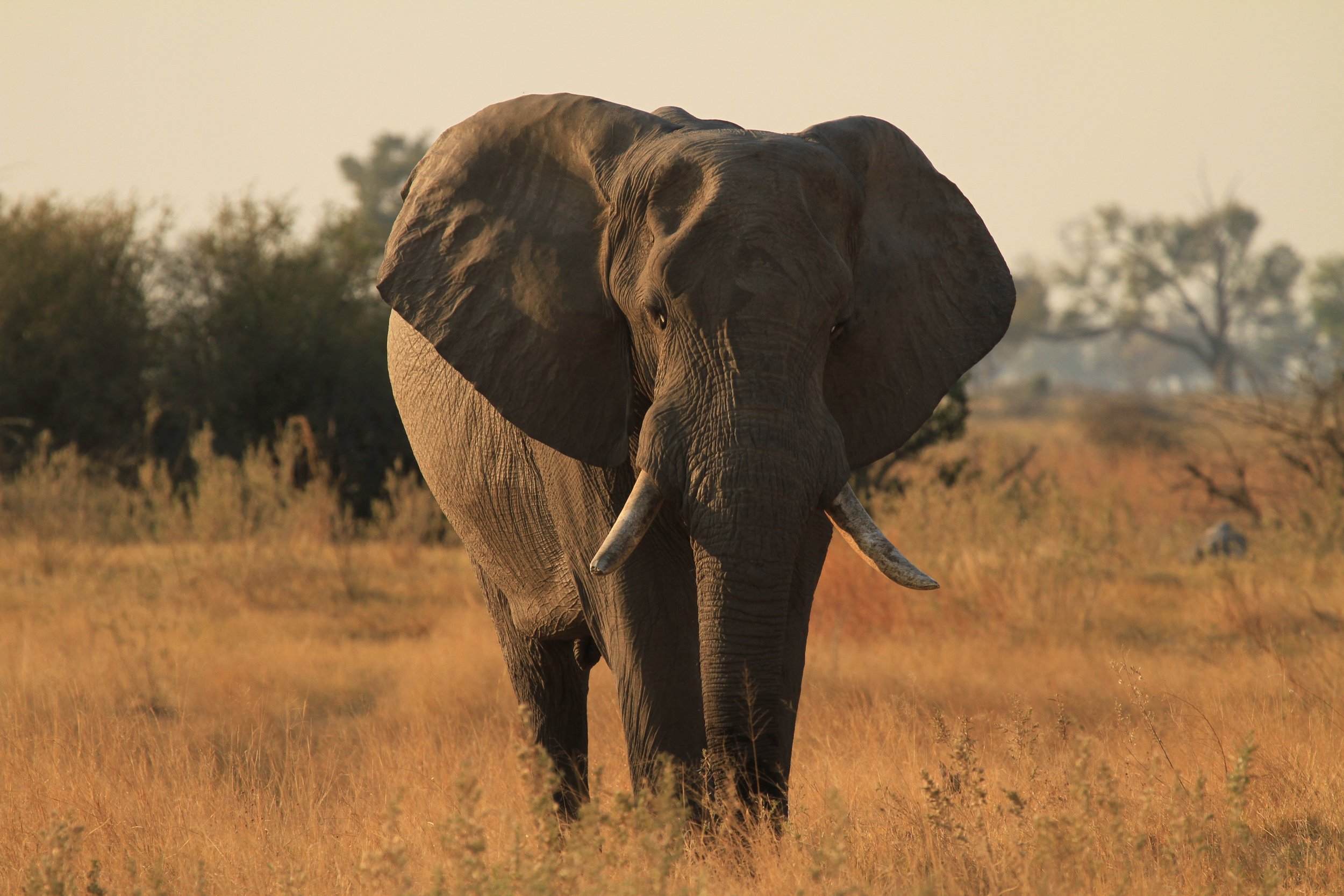 Elephant - Zambia - JGS.jpg