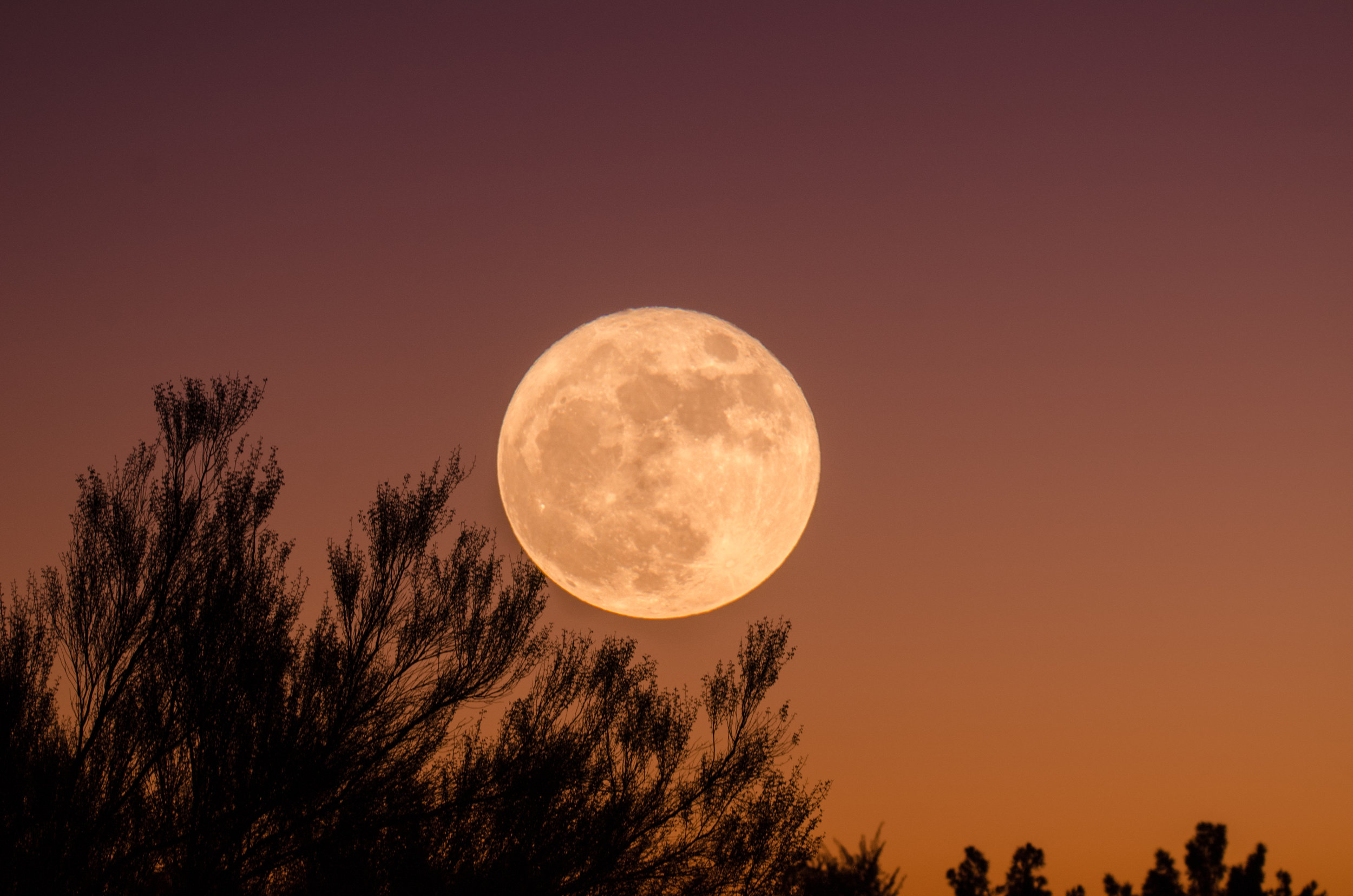 SAVE THE DATE - Garden Sweet Full Moon Yoga
