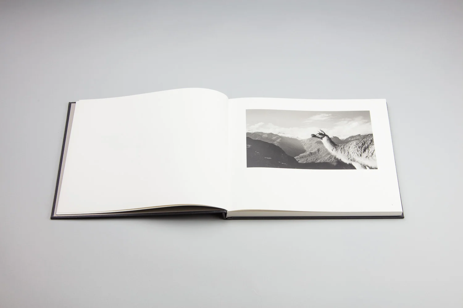 RS-with animals spread llama.jpg