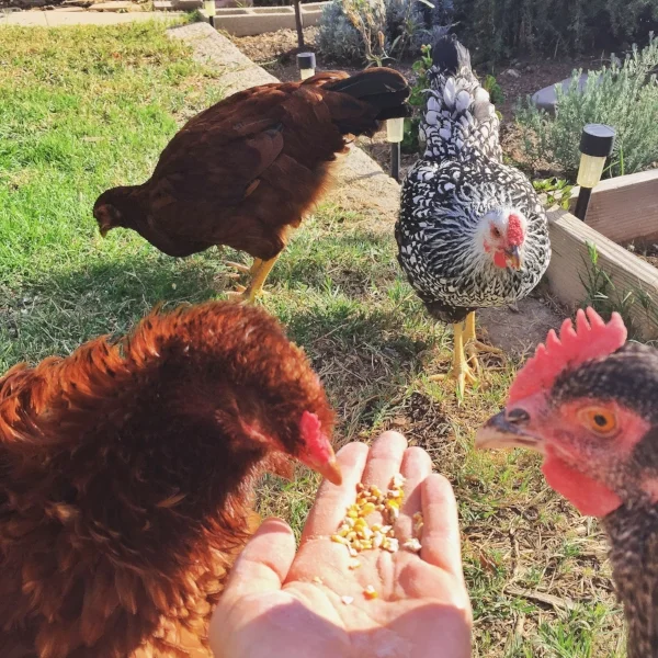 my chicken ladies roam the yard, eat bugs & grass, and organic feed