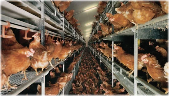 Cage-free hens - no sunlight, no room. Image via
