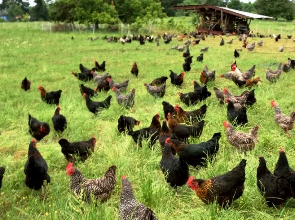 Pasture Raised Hens - Image Via Shady Grove Ranch