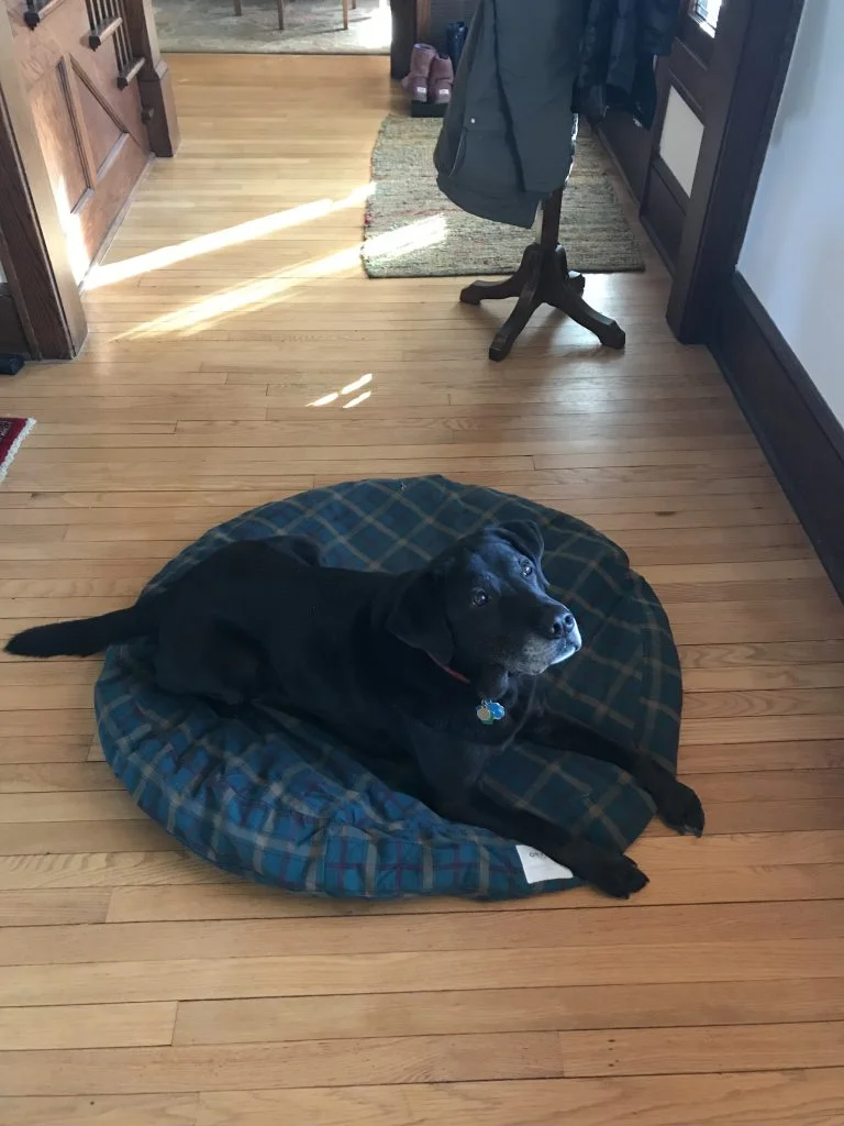 Preparing Your Fur Baby for Your New Baby.2.jpg
