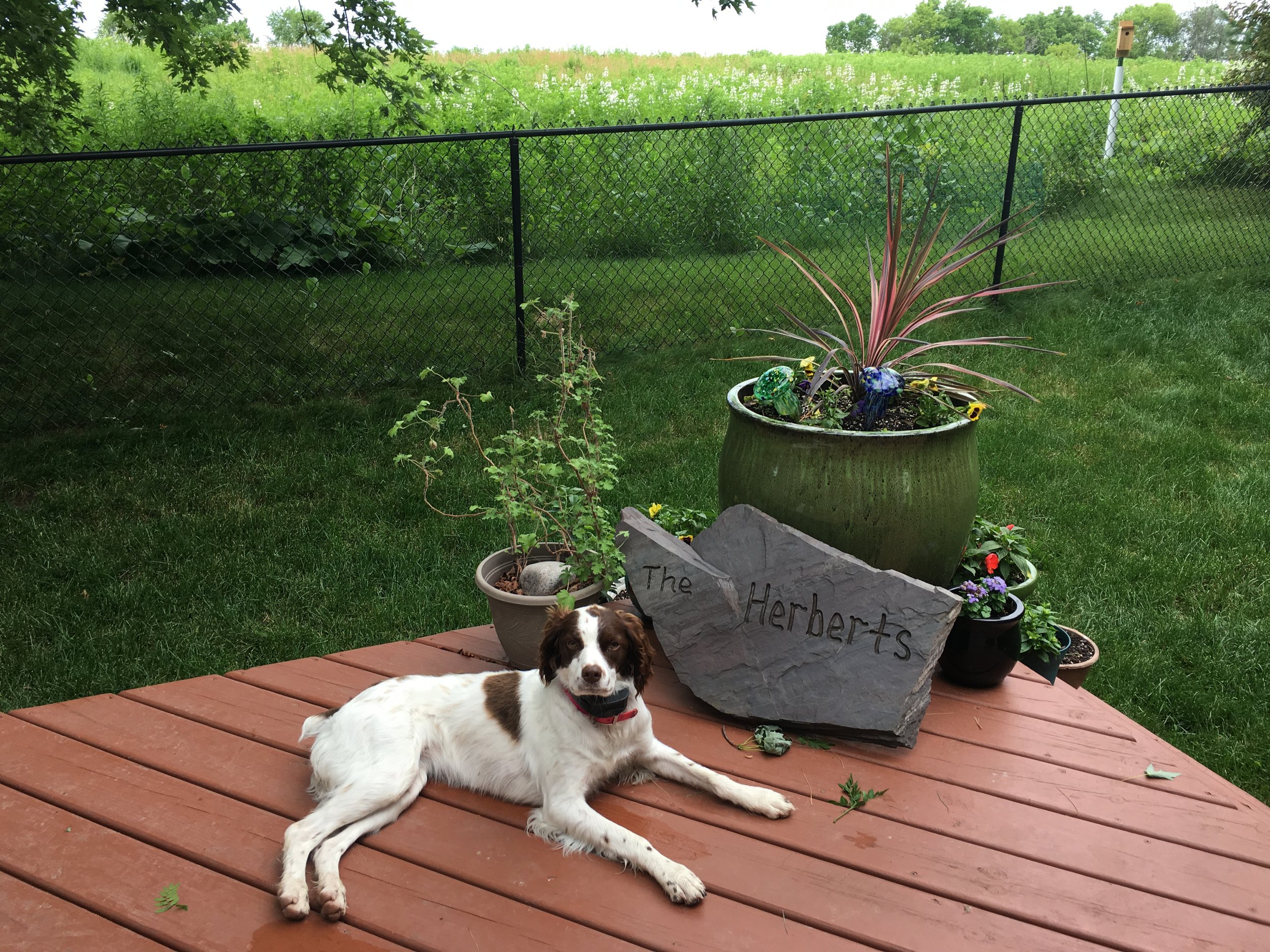 juneau loves our yard