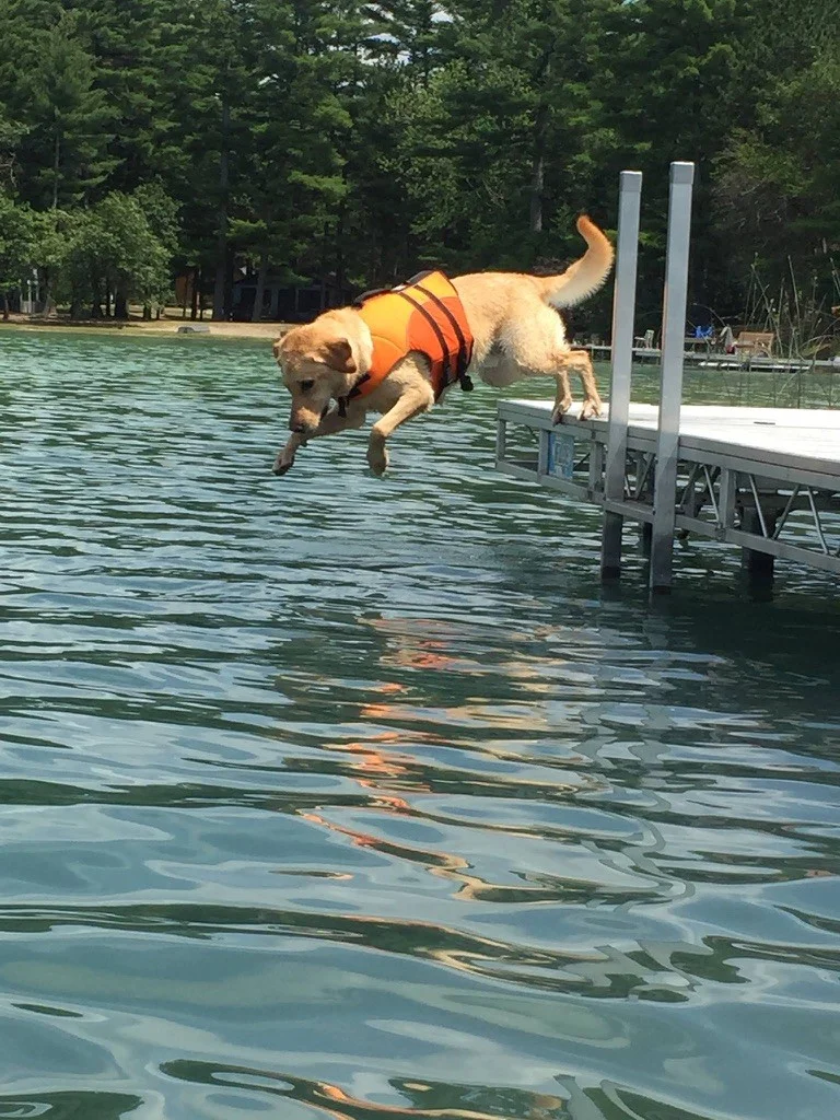 This is our dog, Jack. His first attempt at fishing up at our family’s lake house in wild rose. his fishing “skills” amuse lake-goers every summer. he’s much better with children than fish.