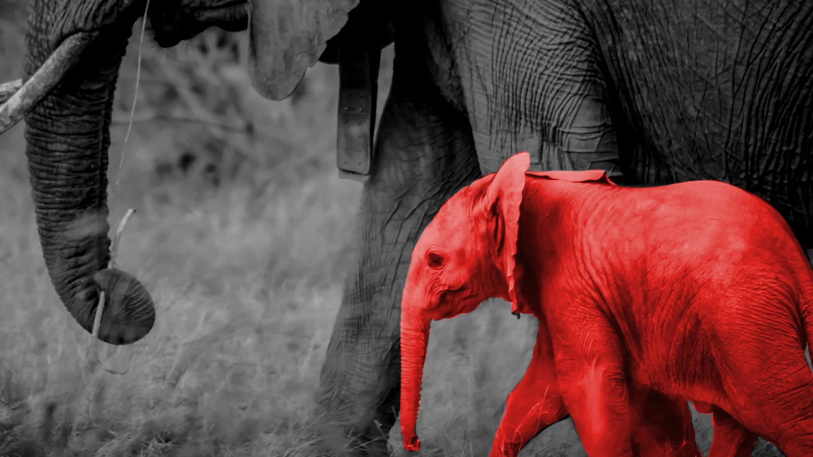 SILK BABY ELEPHANT no text.jpg