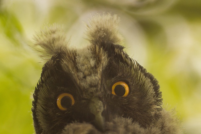 owl