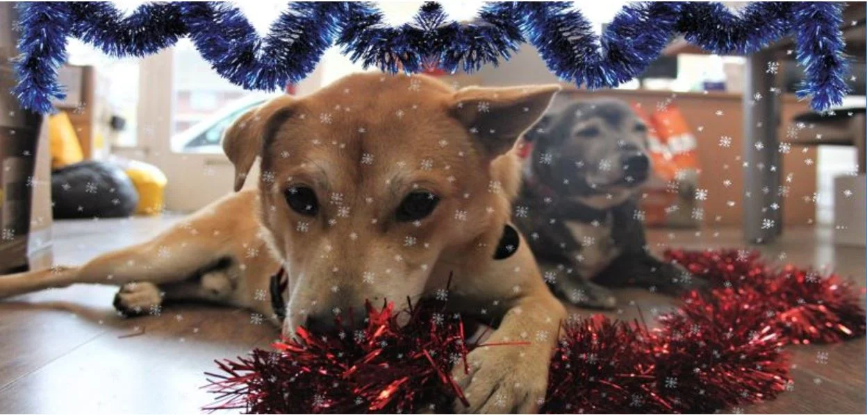 All Dogs Matter.JPG