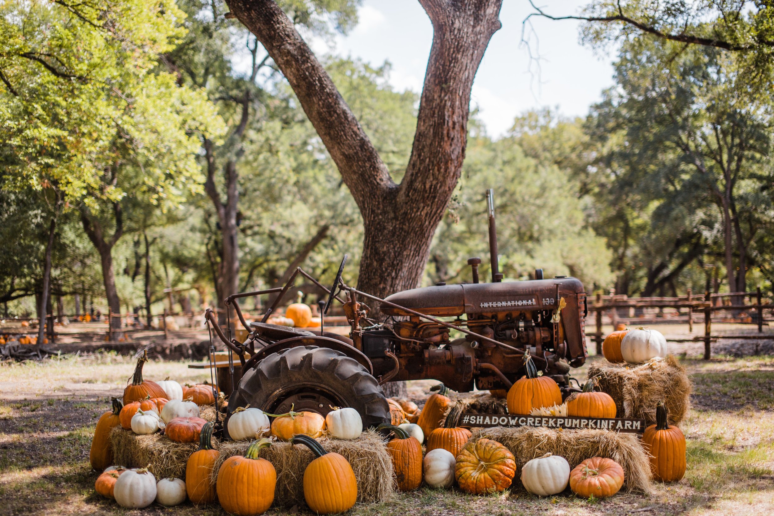 Pumpkin patch ideas: how to make more money from your pumpkin patch this Halloween &amp; beyond