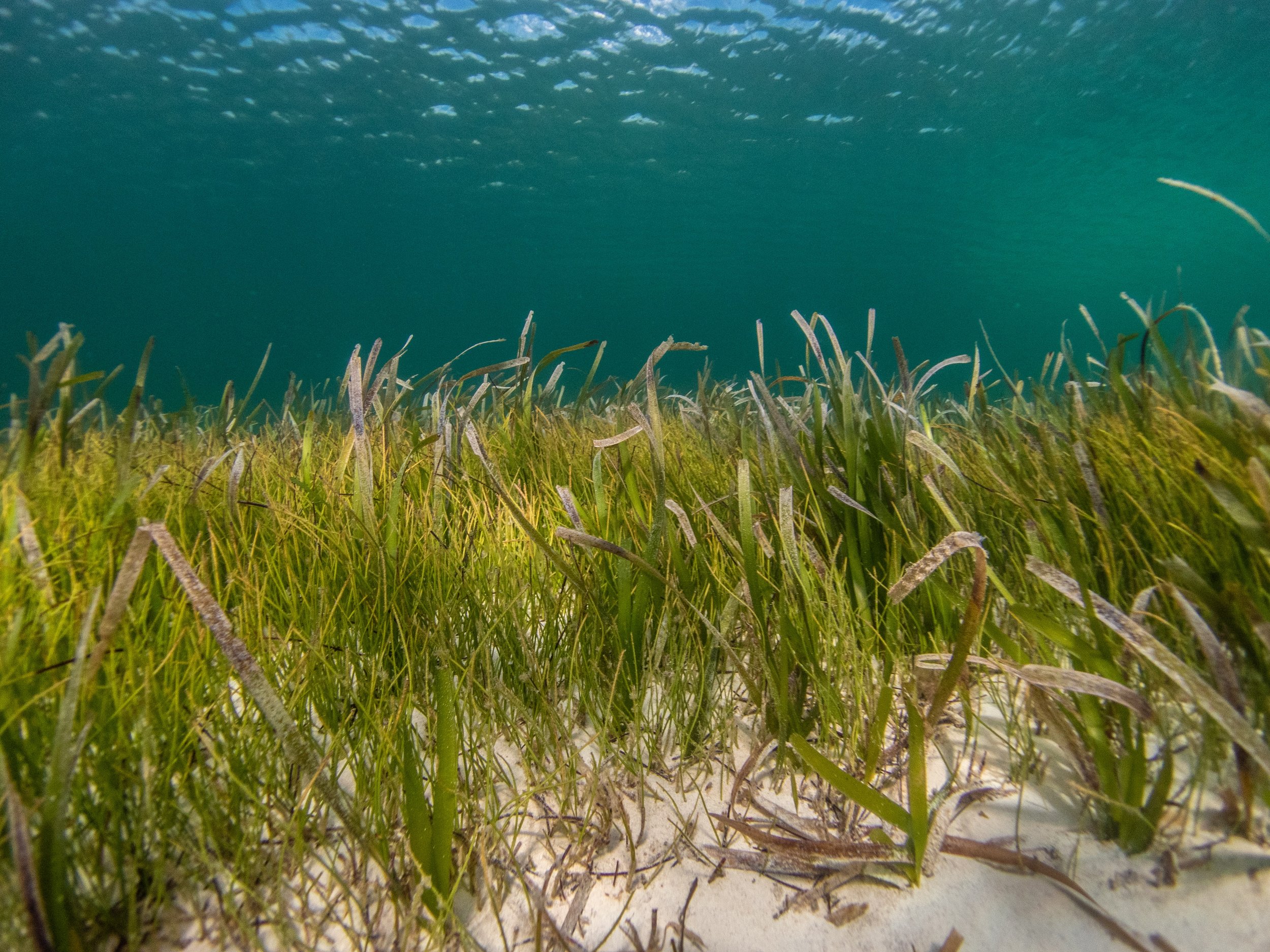 How your ticket sales are helping protect our Oceans’ seagrass meadows | Ticket Tailor x Ocean Conservation Trust