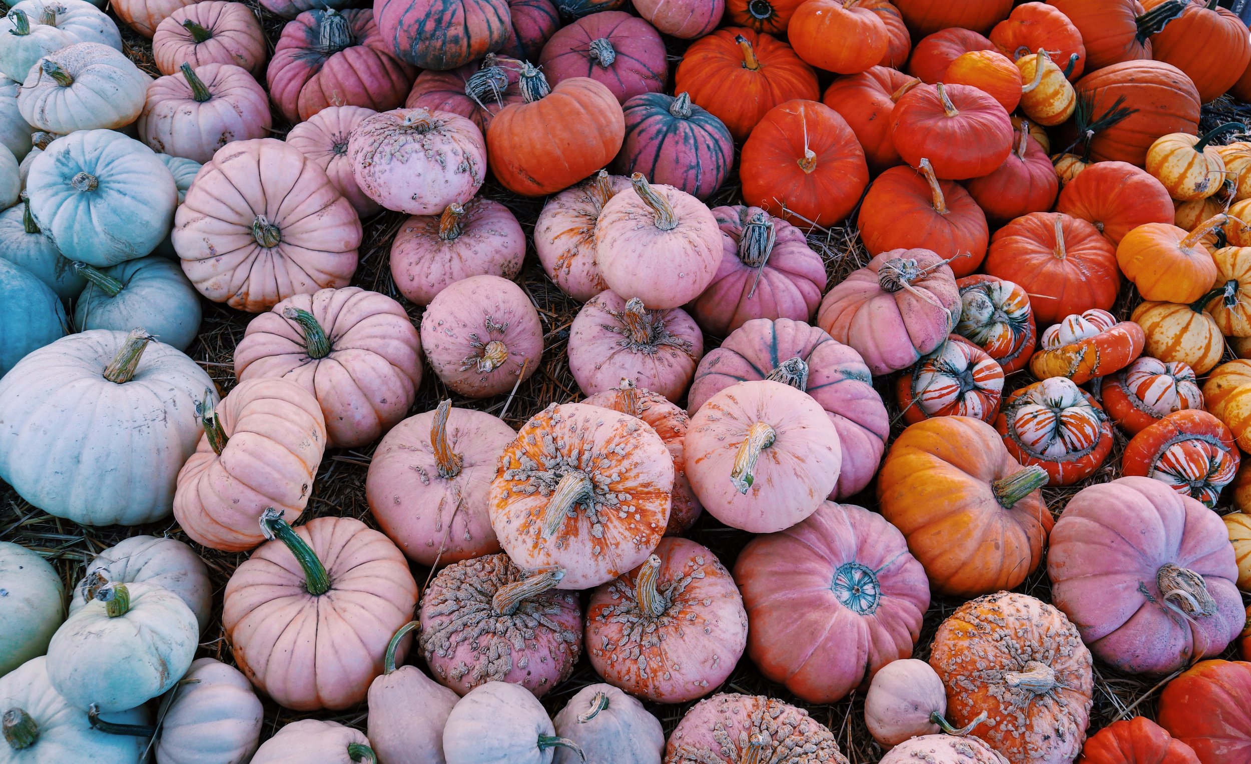 How to set up a profitable pumpkin patch on your farm or land + inspirational examples