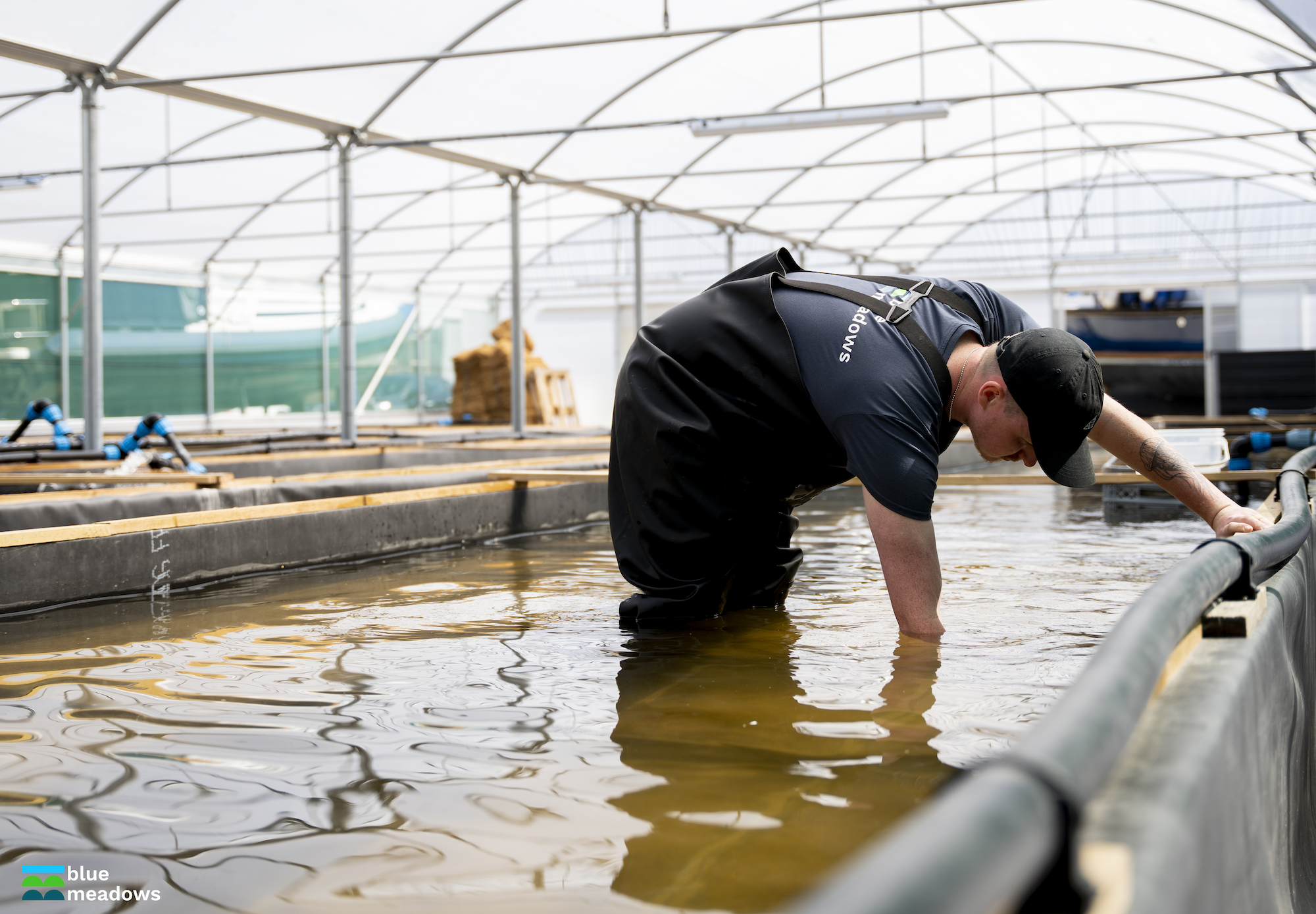 Volunteer at England's largest seagrass nursery