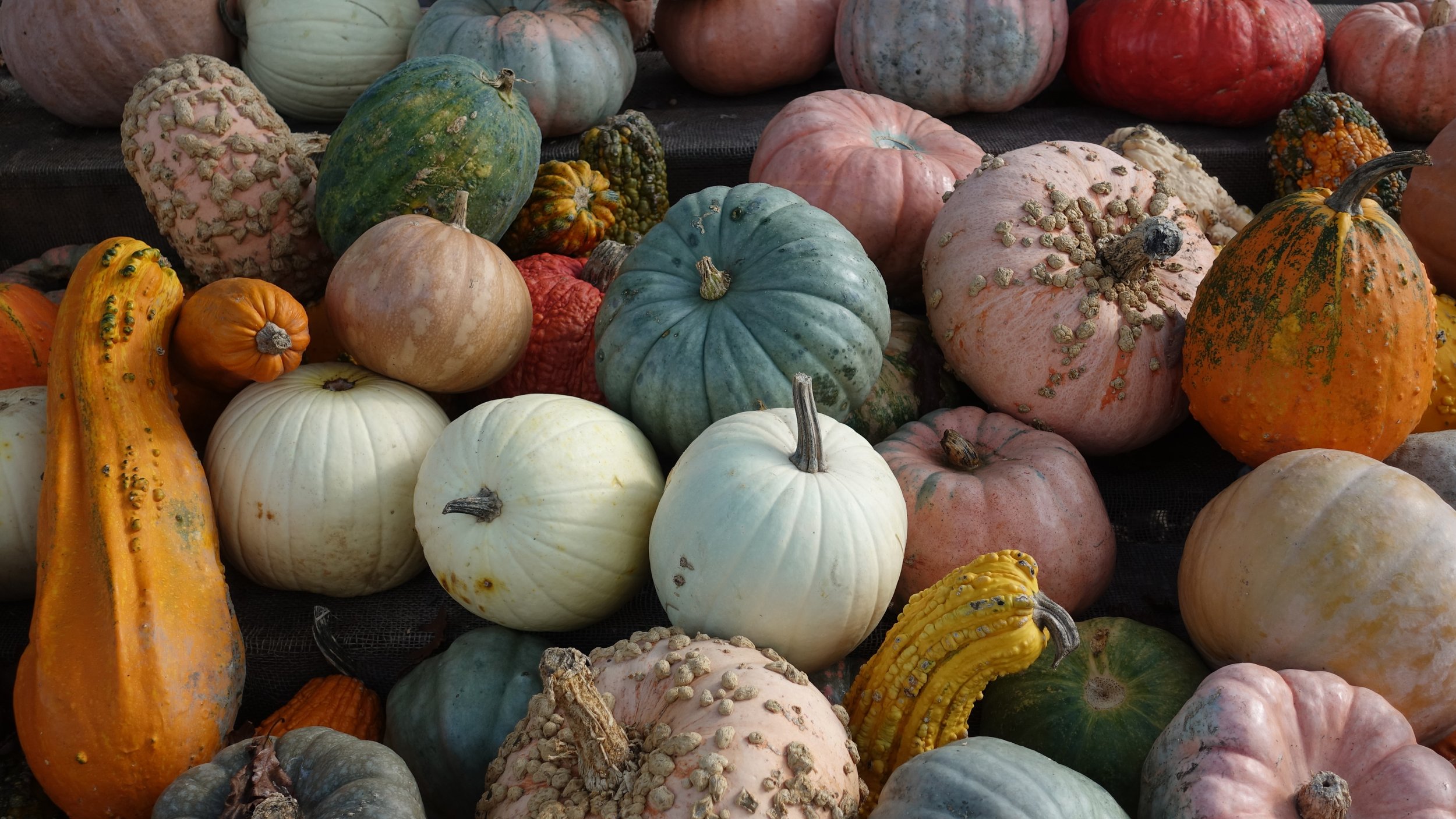 Sell tickets for more with these money-making pumpkin patch ideas