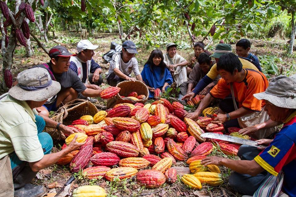 Indigenous Ashaninka cacao producers from Kemito Ene - Sustainable Livelihoods Peru project.jpg