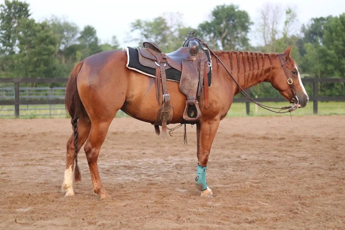 Introducing &ldquo;Smarts R Smokin.&rdquo; 2020 mare by Dual R Smokin. Ranch and Cutting bred. Started right, light in the bridle, and has all the buttons under saddle. Make her your next show, ranch, or trail horse! Upstate NY. 
DM for more info.