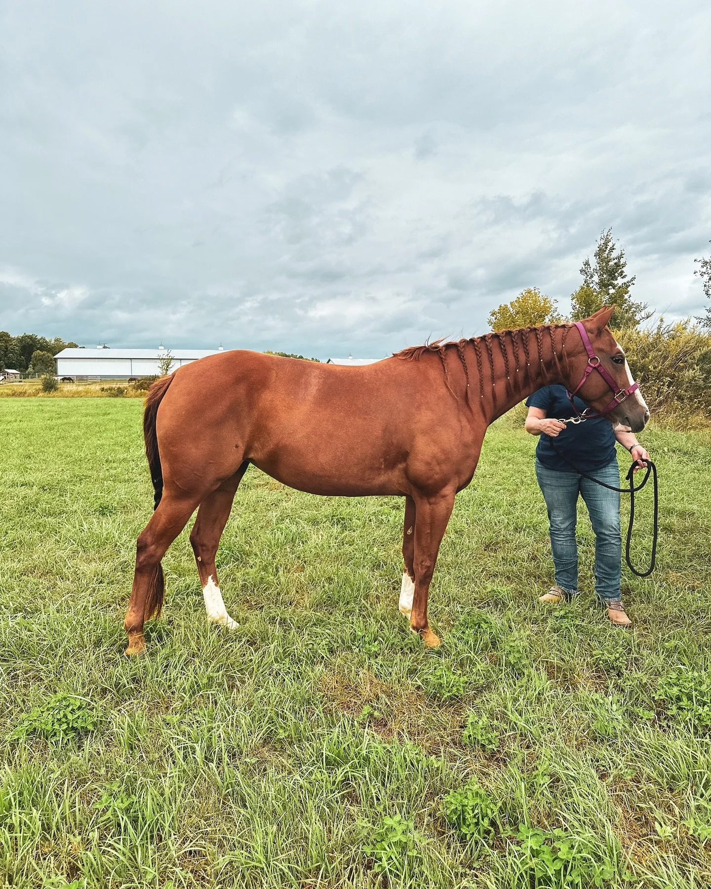Congratulations to Deb &amp; Dan on their purchase of Odessa!! &ldquo;Smarts R Smokin&rdquo;
Pic 1. Getting ready to load and head home.
2. The happy post from her new owners. 🥰
3. &amp; 4. Pics from her new barn mates saying hi.
5. Just admiring ho