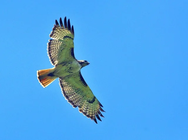 2017-06_02A-Intro-red-tail-hawk_640.jpg
