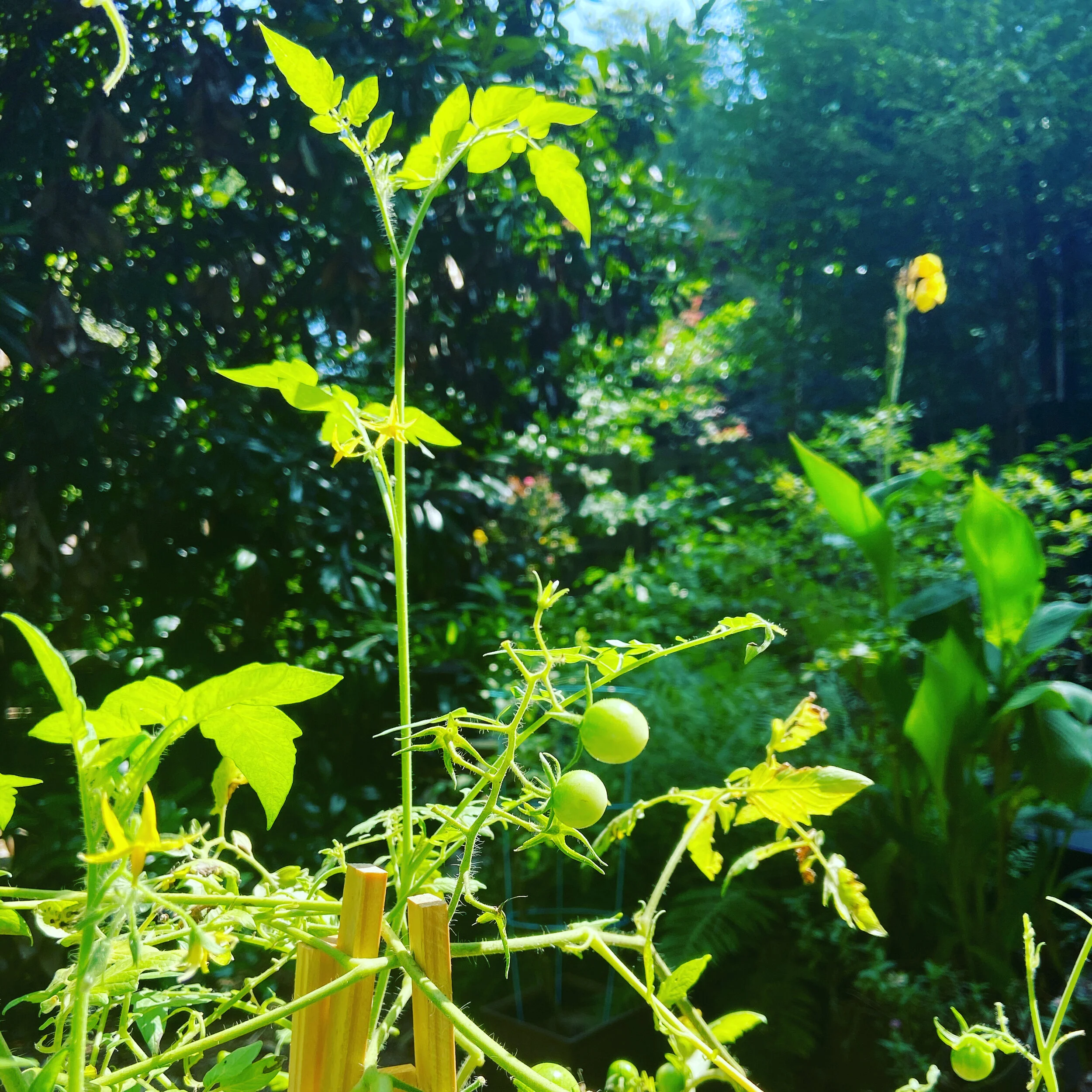 How Does Your Garden Grow?