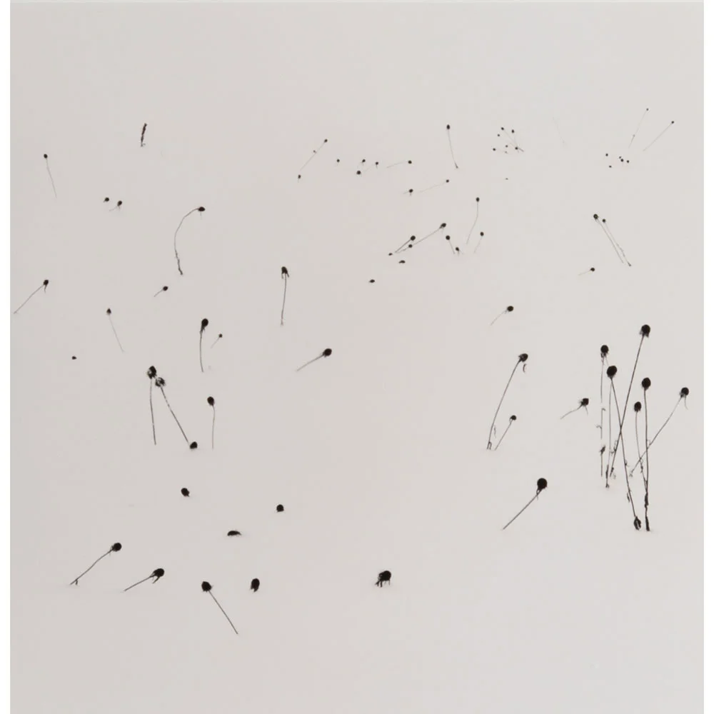 michael_kenna.jpg